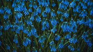 Preview wallpaper muscari, flowers, blue, bloom, flowerbed