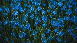 Preview wallpaper muscari, flowers, blue, bloom, flowerbed