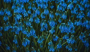 Preview wallpaper muscari, flowers, blue, bloom, flowerbed