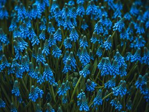 Preview wallpaper muscari, flowers, blue, bloom, flowerbed