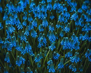 Preview wallpaper muscari, flowers, blue, bloom, flowerbed