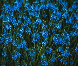 Preview wallpaper muscari, flowers, blue, bloom, flowerbed