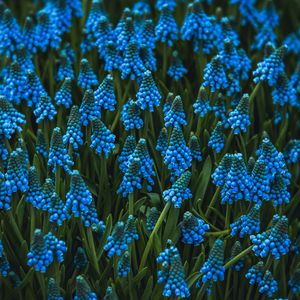 Preview wallpaper muscari, flowers, blue, bloom, flowerbed