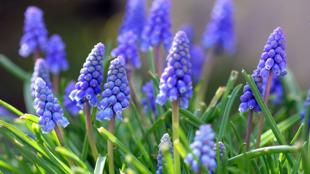 Wallpaper muscari, flowers, leaves, spring, nature