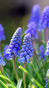 Preview wallpaper muscari, flowers, leaves, spring, nature