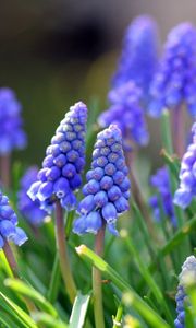 Preview wallpaper muscari, flowers, leaves, spring, nature