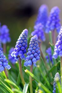 Preview wallpaper muscari, flowers, leaves, spring, nature