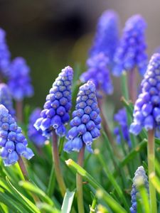 Preview wallpaper muscari, flowers, leaves, spring, nature