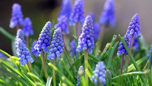 Preview wallpaper muscari, flowers, leaves, spring, nature