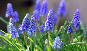 Preview wallpaper muscari, flowers, leaves, spring, nature