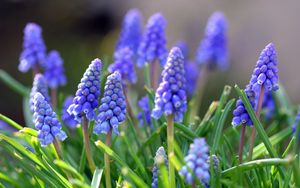 Preview wallpaper muscari, flowers, leaves, spring, nature