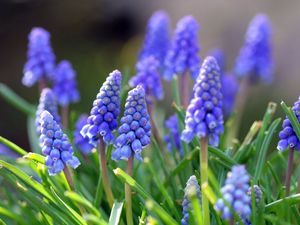 Preview wallpaper muscari, flowers, leaves, spring, nature