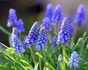 Preview wallpaper muscari, flowers, leaves, spring, nature