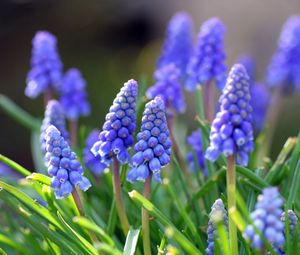 Preview wallpaper muscari, flowers, leaves, spring, nature