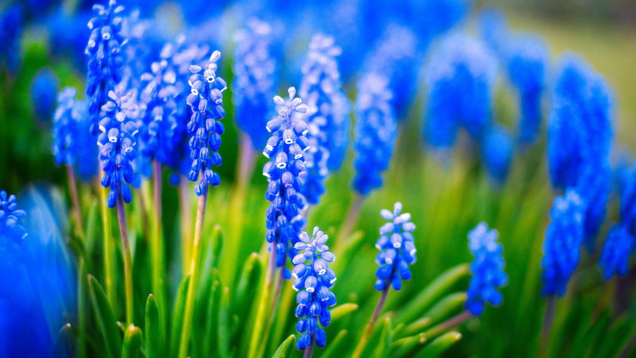 Wallpaper muscari, flowers, leaves, blue