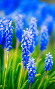 Preview wallpaper muscari, flowers, leaves, blue