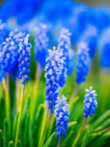 Preview wallpaper muscari, flowers, leaves, blue