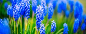 Preview wallpaper muscari, flowers, leaves, blue