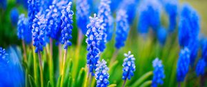 Preview wallpaper muscari, flowers, leaves, blue