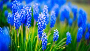 Preview wallpaper muscari, flowers, leaves, blue