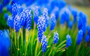 Preview wallpaper muscari, flowers, leaves, blue