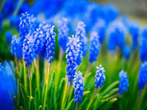 Preview wallpaper muscari, flowers, leaves, blue