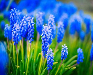 Preview wallpaper muscari, flowers, leaves, blue