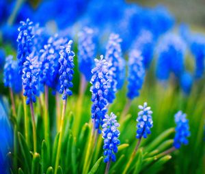 Preview wallpaper muscari, flowers, leaves, blue