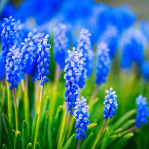 Preview wallpaper muscari, flowers, leaves, blue