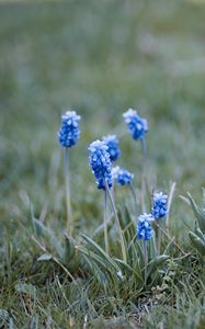 Preview wallpaper muscari, flowers, leaves, blur