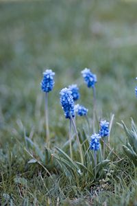 Preview wallpaper muscari, flowers, leaves, blur