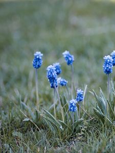 Preview wallpaper muscari, flowers, leaves, blur