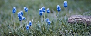 Preview wallpaper muscari, flowers, leaves, blur