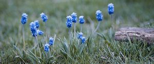 Preview wallpaper muscari, flowers, leaves, blur