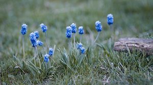 Preview wallpaper muscari, flowers, leaves, blur