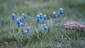 Preview wallpaper muscari, flowers, leaves, blur