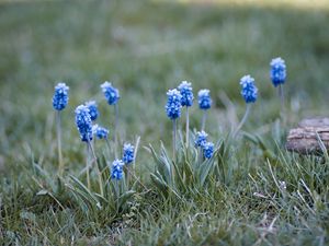 Preview wallpaper muscari, flowers, leaves, blur