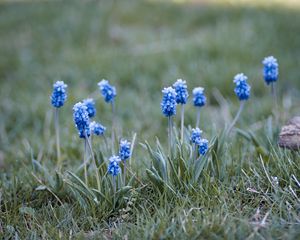 Preview wallpaper muscari, flowers, leaves, blur