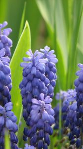 Preview wallpaper muscari, flowers, spring, greens, sharpness