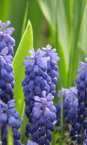 Preview wallpaper muscari, flowers, spring, greens, sharpness