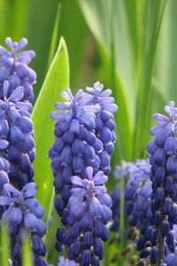 Preview wallpaper muscari, flowers, spring, greens, sharpness