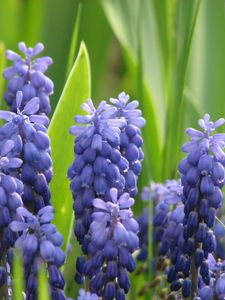 Preview wallpaper muscari, flowers, spring, greens, sharpness