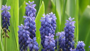 Preview wallpaper muscari, flowers, spring, greens, sharpness