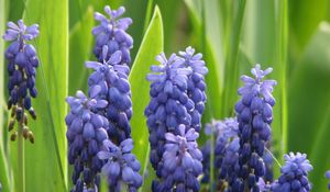 Preview wallpaper muscari, flowers, spring, greens, sharpness