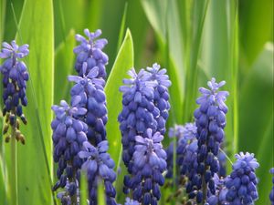 Preview wallpaper muscari, flowers, spring, greens, sharpness