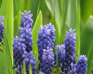 Preview wallpaper muscari, flowers, spring, greens, sharpness