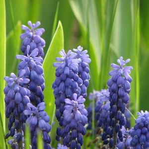 Preview wallpaper muscari, flowers, spring, greens, sharpness