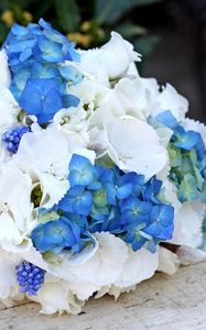 Preview wallpaper muscari, hydrangea, flower, flowers