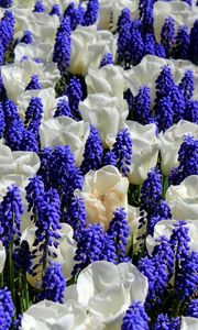 Preview wallpaper muscari, tulips, flowers, flowerbed, combination, bright