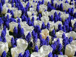 Preview wallpaper muscari, tulips, flowers, flowerbed, combination, bright